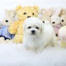 베베이모