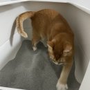 이펫 | 벤토나이트 모래 :: 고양이 먼지없는 모래 추추