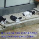 우리집 야옹이 이미지