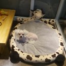 예뻐해줄개 이미지