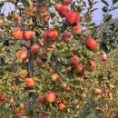 일미농원 이미지