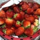 금반농원 이미지