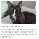 한남심장내과동물병원 이미지