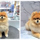 포메른 펫살롱 이미지