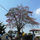 외돌개 나라 이미지