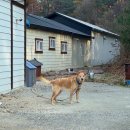 양양하조대마당넓은밤하늘별빛펜션 이미지