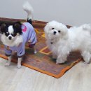 콩이PC 이미지