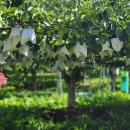 사슴이랑 배랑 농원 이미지