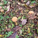 진골농장 | 오지산행후기(1335차) 홍천 병꽃상황 산행 2025.10.26(일)