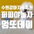 경기도 수원시 팔달구 고등로 | 수원 팔달구 강아지 유치원 퍼피야놀자 멍또데이