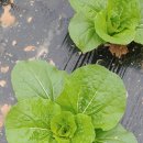 황금조농장 이미지