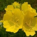 만나교회 뒤 이미지