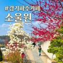 (주)디오 경기사무소 | [경기 파주 카페] 매화부터 벚꽃까지 봄꽃으로 가득한 소울원(2026.4.4. 개화현황)