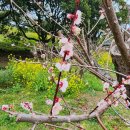 걸매축구장 인조잔디구장 | 제주 매화 봄꽃 구경 서귀포 걸매생태공원 3월 매화꽃 개화상태