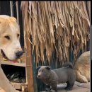 미소짓개 이미지