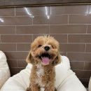 생글댕글 이미지