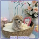 대전고양이분양 퍼피댕 캣 안심분양소 둔산점 | 대전 반석동고양이분양 알아보다 직접 비교하고 결정한 경험