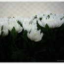 (서울꽃배달)서울 면목동 3동 568-1번지 녹색병원 장례식장에 배송되어진 근조화환입니다. 이미지