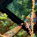 꽃·나무 | 무지개빛 거미줄, 아침이슬에 보석같이 반짝이는 길상사 '이삭여뀌' 이미지