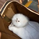 coco puppy 이미지