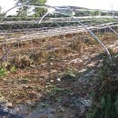 넝쿨농장 이미지