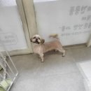 망쿠애견샵 이미지