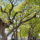 천하마을야영장 이미지