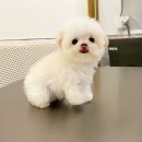 퍼피몽(애견분양) 이미지