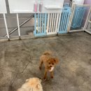 부산대형견호텔 24시 강아지유치원 목욕 대견하개 서면점 이미지