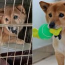 냥냥댕댕 이미지