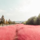 부산 가볼만한곳 부산 핑크뮬리 명소 대저생태공원 이미지
