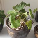 덕수꽃집 이미지