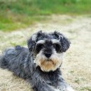 보라애견 이미지