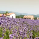 하늬농장 이미지