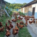 백전농장 이미지