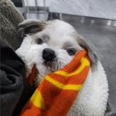 우리동물병원 | [주엽 동물병원] 24시 일산우리 동물의료센터 솔직후기