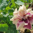 (주)하나마이 이미지