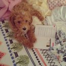 마로동물병원 이미지