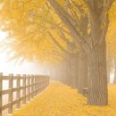 제니아 무도장 | [시인의 수첩] 106. 엿같은 밤의 자위, 9편