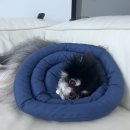 뚱강아지 | 강아지 슬개골 수술후기, 2년후 근황