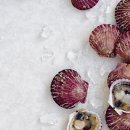 가리비세상 이미지