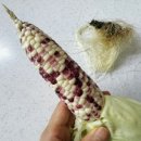 진배농장 네이버블로그
