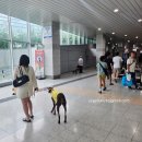 PET LOVE | 2025 일산 킨텍스 펫쇼 코리아 PET SHOW Korea 🐶🐱❤️ 방문후기