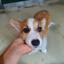 코기절미 이미지