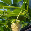 딸기밭 부농 이미지