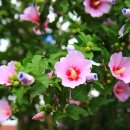 무궁화꽃이피었습니다 이미지