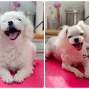 짱구네동물병원 이미지