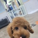 청순하개 이미지