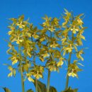 화려한 원색 새우란(蘭) 이미지