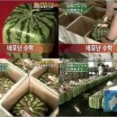 노란네모